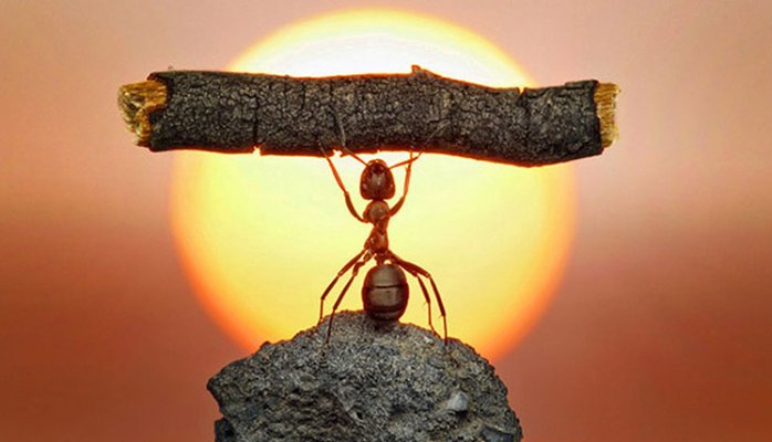 A Parábola da demissão da formiga desmotivada é a nossa sociedade de hoje em dia