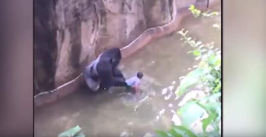 Criança cai na jaula de Gorila o que fizeram depois ao gorila é muito triste