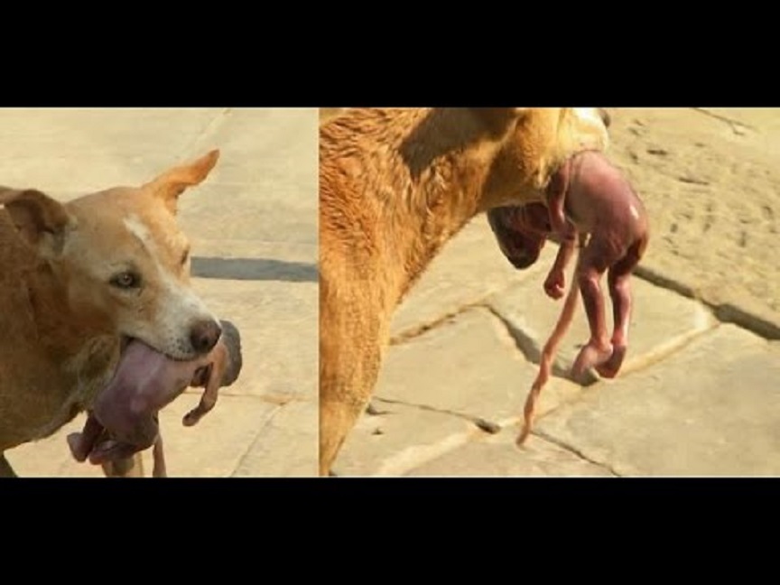 Este cachorro encontrou um bebé no lixo o que o cão fez impressionou todo o Mundo