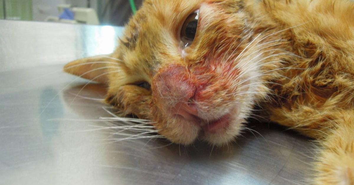 Esta gatinha apanhou depois de comer. O veterinário disse: “Só a adopção ou um bom amigo podem ajudá-la agora.”