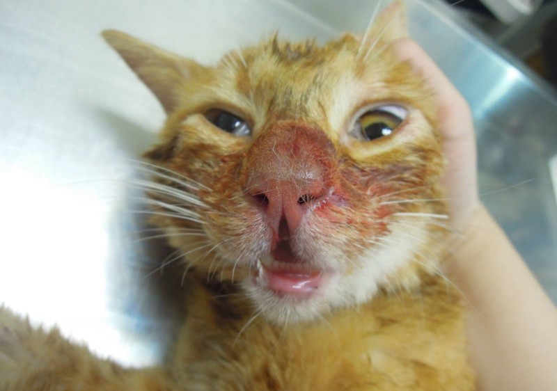 Esta gatinha apanhou depois de comer. O veterinário disse:”Só a adopção ou um bom amigo podem ajudá-la agora.”