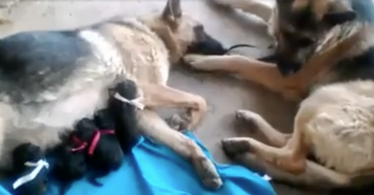 Esta mãe pastor alemã acabou de dar à luz cachorrinhos e está exausta. Mas veja só o que o pai faz!