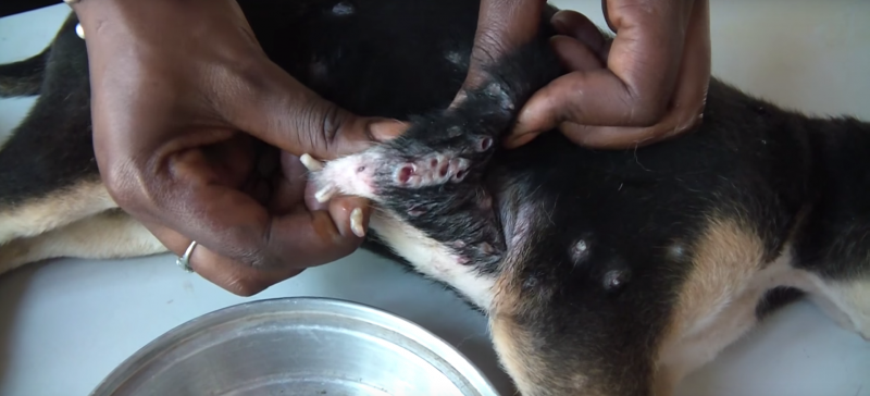 Este cãozinho tinha centenas de larvas no seu corpo, mas a reacção dele quando eles são retirados é inacreditável.