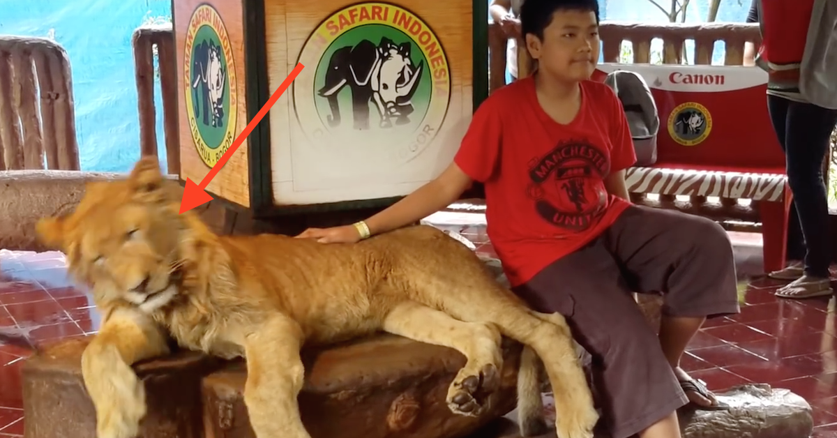 Para este menino posar para a foto, a cabeça do leão está sempre a cair. O motivo por trás é cruel e desumano.