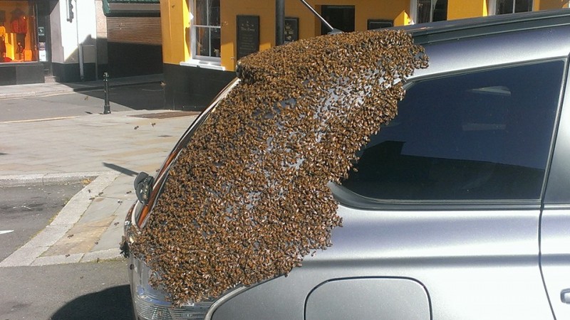 Por dois dias, este enxame de abelhas atacou o carro desta mulher. Ela só descobriu o motivo quando olhou o porta-malas.
