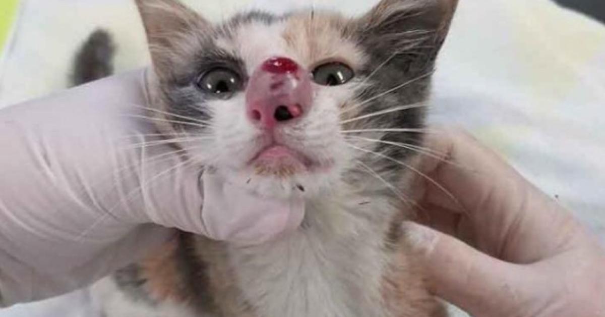 O veterinário retira algo gigantesco do nariz deste gatinho, fazendo todo mundo ficar enjoado.