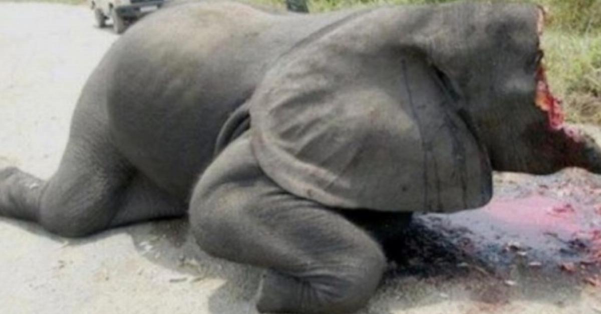 O elefante foi morto para ter suas presas arrancadas. É assim que nós podemos ajudar a parar estes massacres.