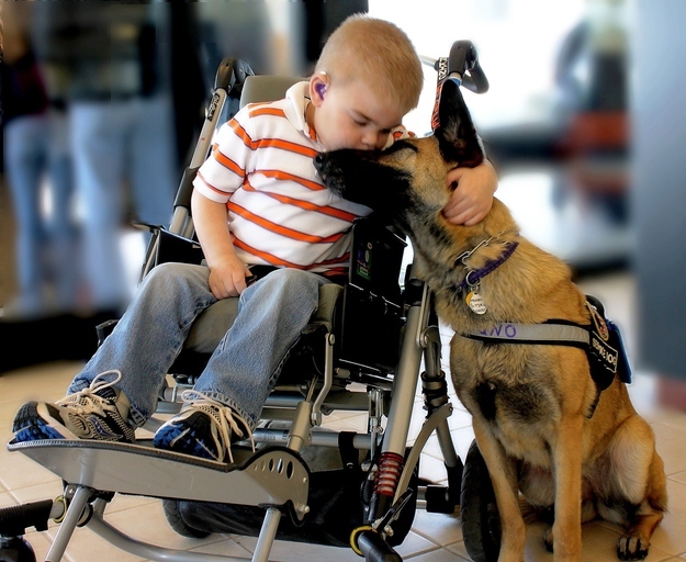 Este cãozinho salvou a vida deste menino doente e não foi só uma vez mas todos os dias