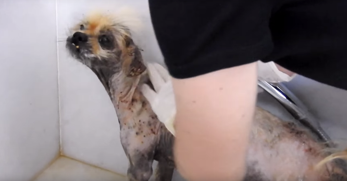 Este cachorrinho está a sofrer com milhares de picadas de carraças, mas quando lhe rapam o pelo, eles encontram algo ainda pior.