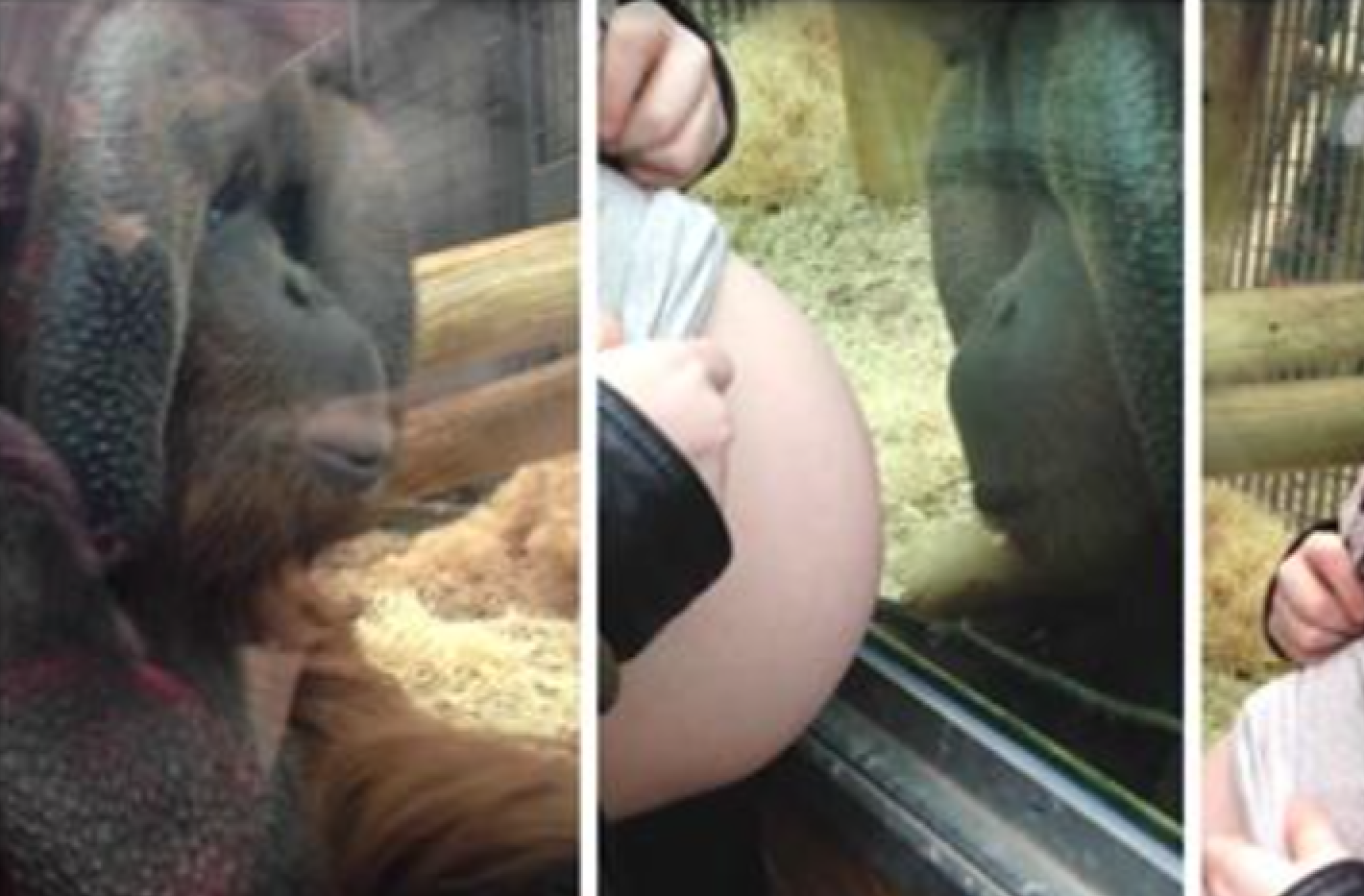Este orangotango só queria ver a barriga desta grávida  mais de perto, o que aconteceu depois foi inacreditável