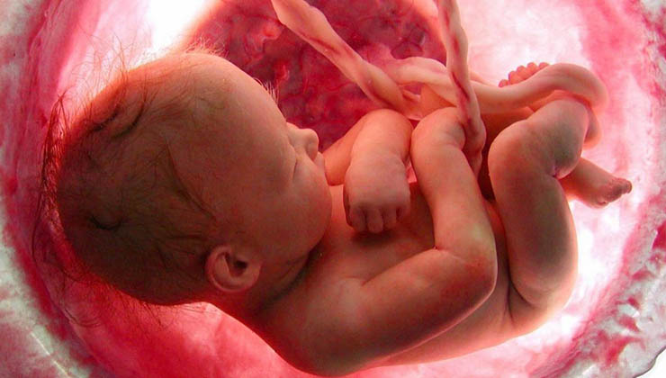 Este vídeo mostra os 9 meses de vida no útero em apenas alguns minutos! É de cortar a respiração!