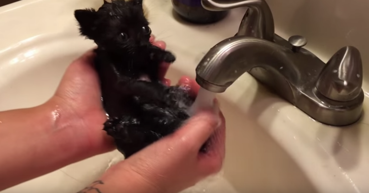 Este gatinho bebé acabou de ser resgatado e precisava de um banho. A reacção dele à água deixou-me com convulsões de riso!