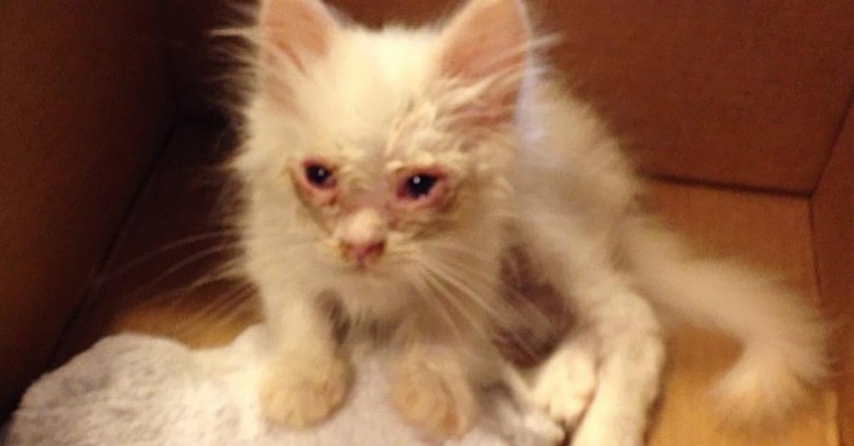 A família levou este gatinho de rua para casa. Mas eles não imaginavam que o animal ficaria assim após algumas semanas.