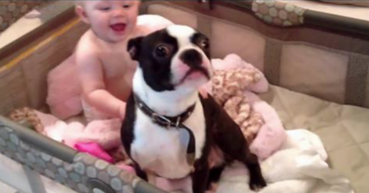 Ela manda o cachorro sair do berço do bebé, a reacção deste cachorro revolucionou a internet.