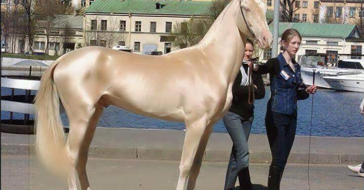 Esse cavalo é considerado o mais bonito do mundo. Quando os especialistas avaliaram seu pelo, eles ficaram maravilhados.