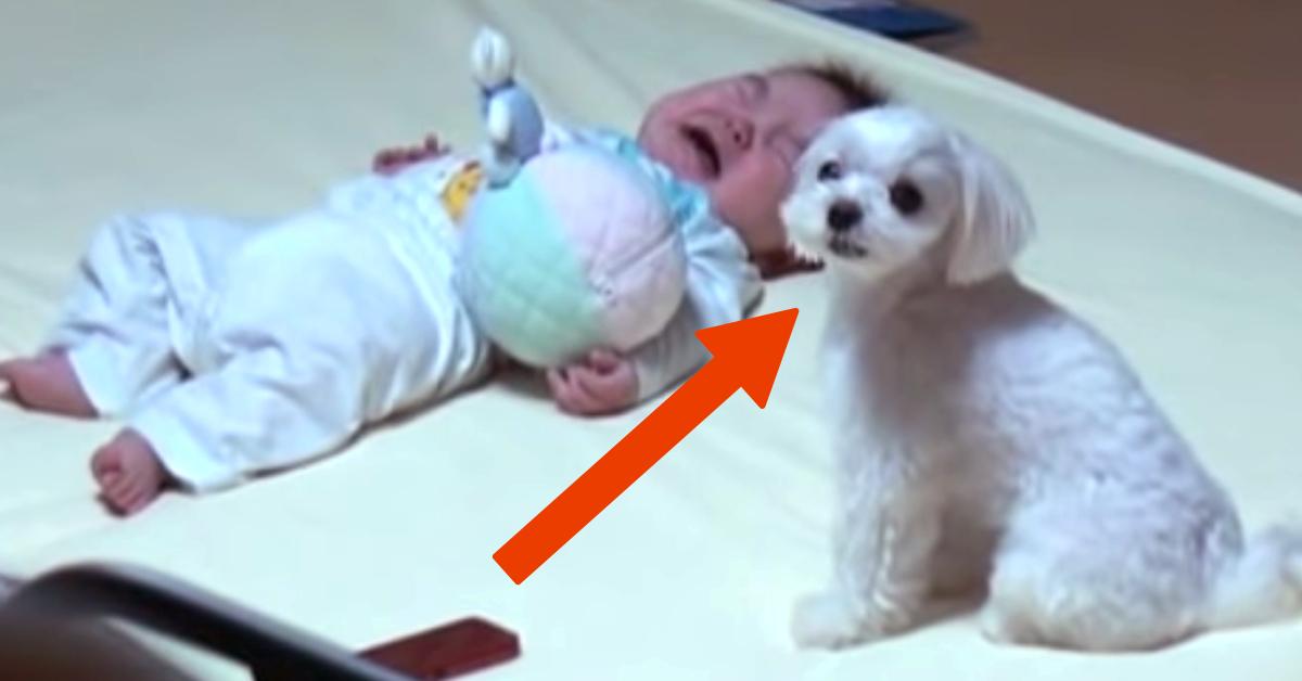 Veja este truque para fazer o bebé parar de chorar é genial!
