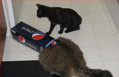 18 gatos que não aceitam que estas caixas são muito pequenas para eles. Eu chorei de rir.