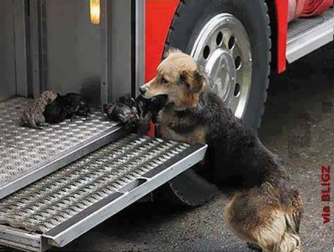 Esta cadela insiste em arriscar a vida e voltar para uma casa em chamas varias vezes. O motivo deixou todo o mundo emocionado.