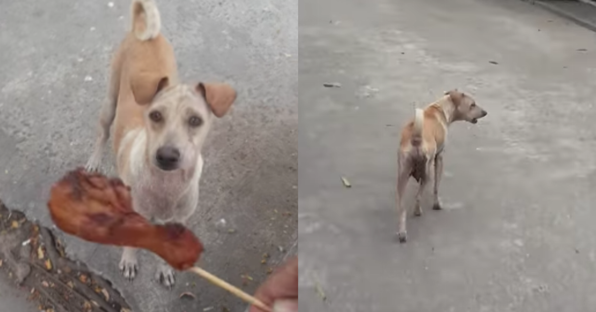 Essa cadela esfomeada recebe comida e começa a correr pela rua. Quando ela finalmente para, não dá para acreditar no que ela encontra.