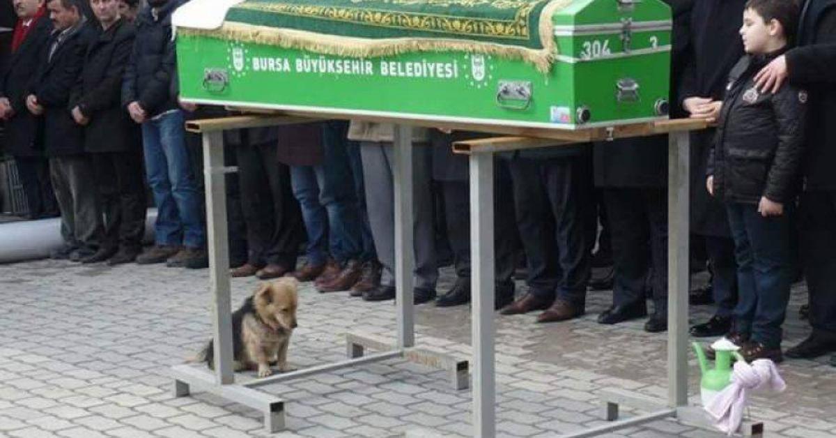 Este cachorrinho sentou-se em frente do caixão, com um ar muito triste. Mas o que ele fez de seguida ninguém estava a espera!