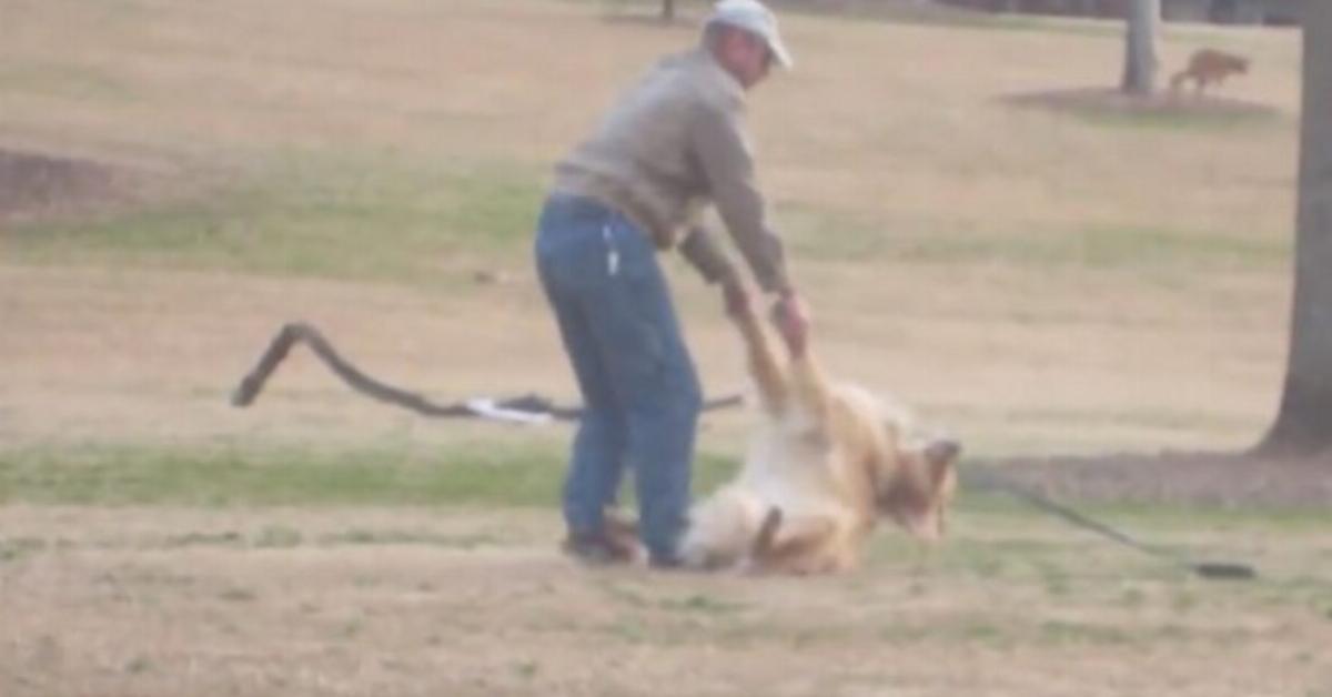 Este cão não quer ir para casa. Mas o que as pessoas no parque filmam… passado 13 segundos vais chorar de tanto rir!