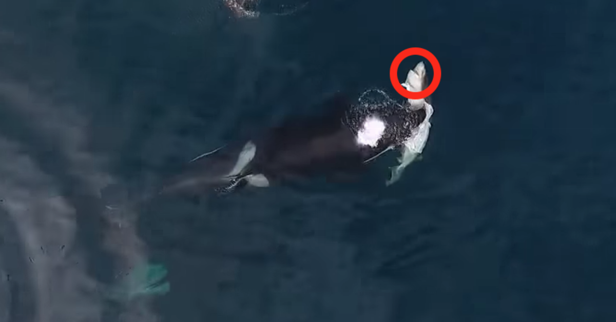Esta baleia assassina emerge da água e algo se debate entre os seus dentes. Quando vi o que era? Não consigui acreditar!