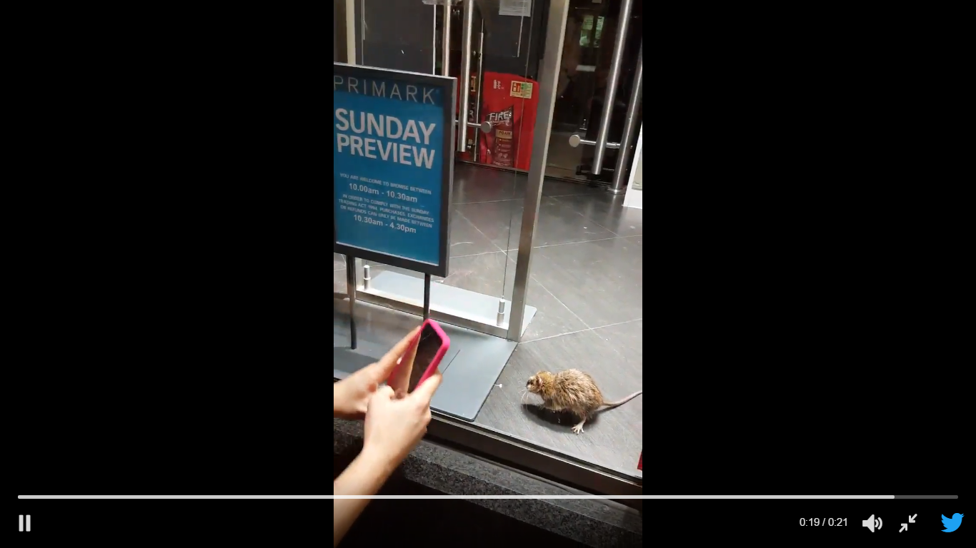Isólito: Rato filmado a passear na Primark