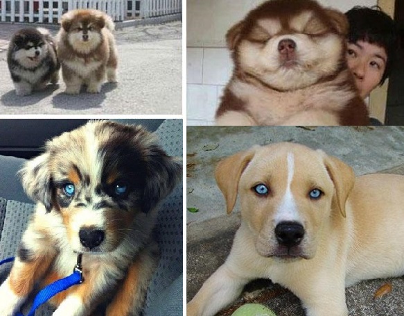 21 cães de raça cruzada que vão deixar-te completamente apaixonado!
