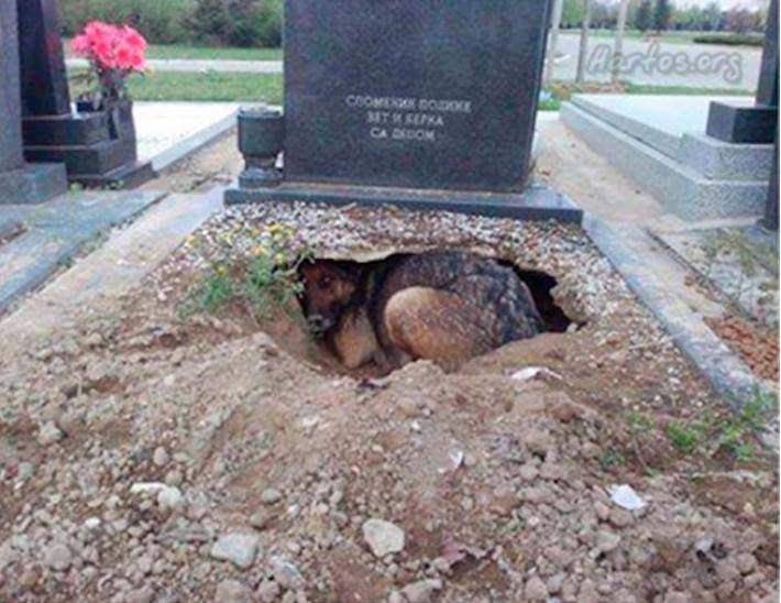 Pensavam que este cão chorava a morte do dono… Mas o que está por trás… Surpreendeu o mundo inteiro!