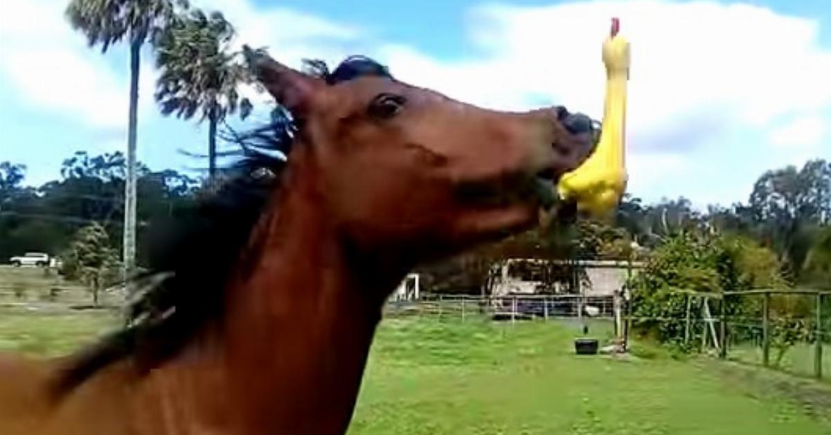 Este cavalo encontrou uma galinha de borracha amarela. Segundos depois, não consigo parar de rir!