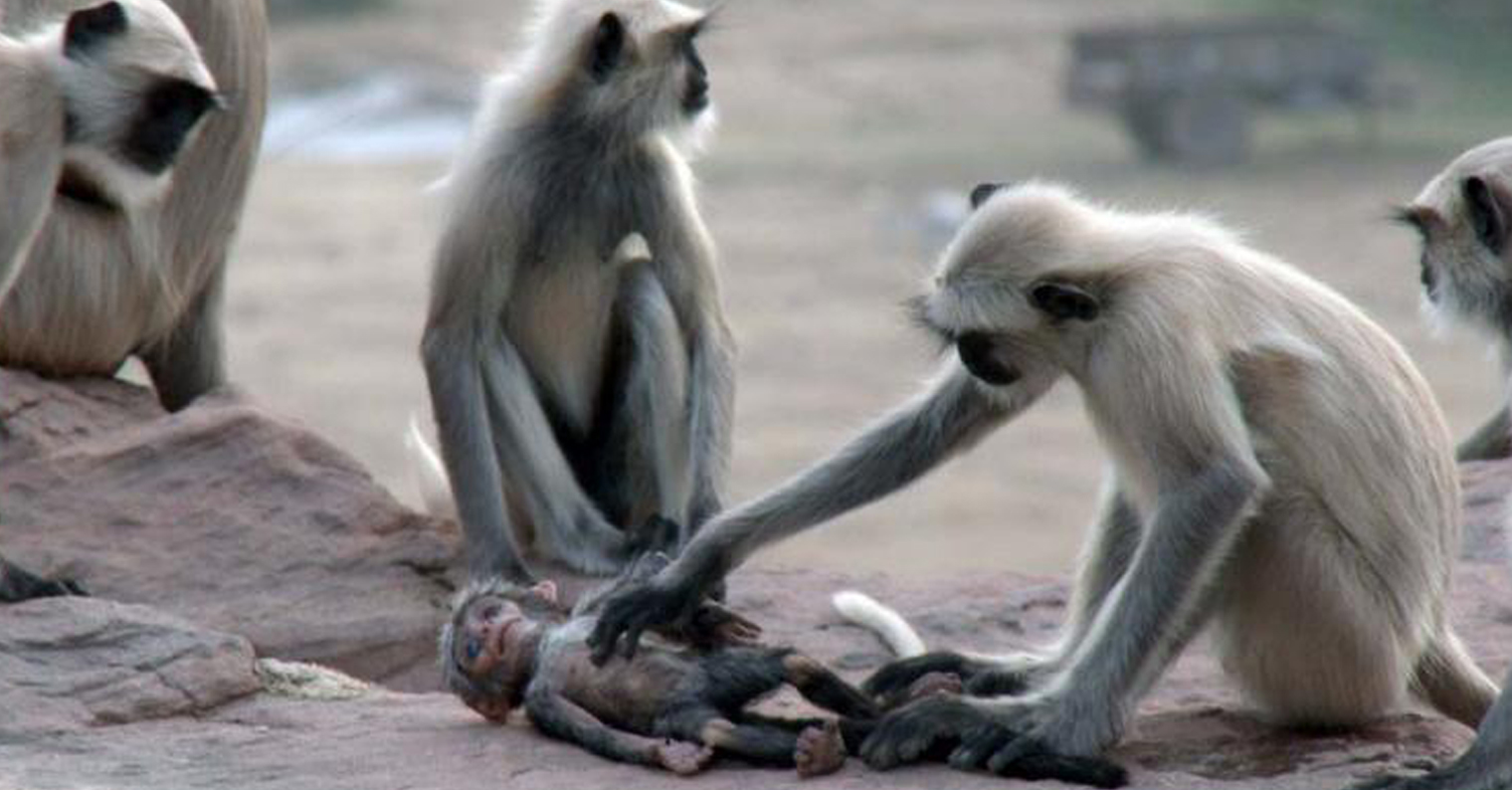 Eles deram a estes macacos um bebé de brinquedo. Como eles reagiram quando algo horrível aconteceu e ele deixou de se mover emocionou o Mundo.