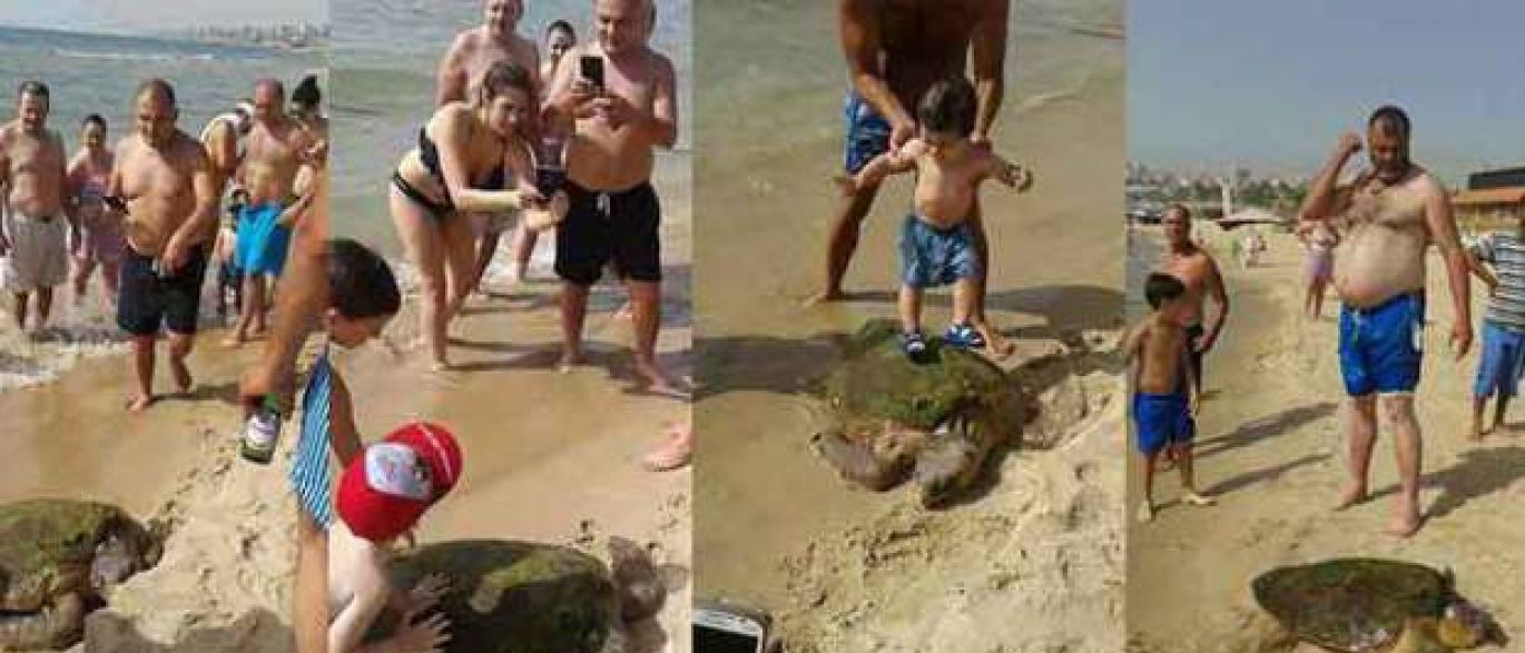 Idiotas tiraram fotos em cima de tartaruga em extinção e partiram-lhe a cabeça