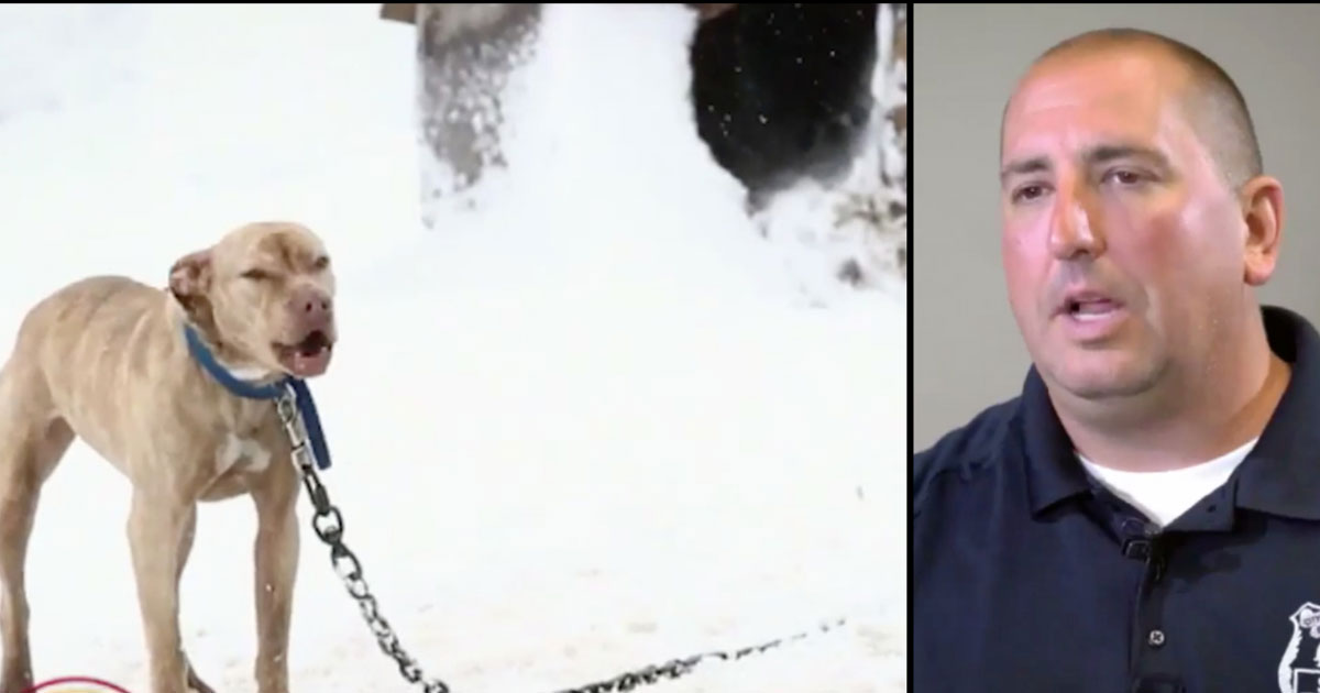 Este Pitbull está acorrentado na neve a pedir socorro – Veja então o que acontece quando o policia vem ao seu socorro