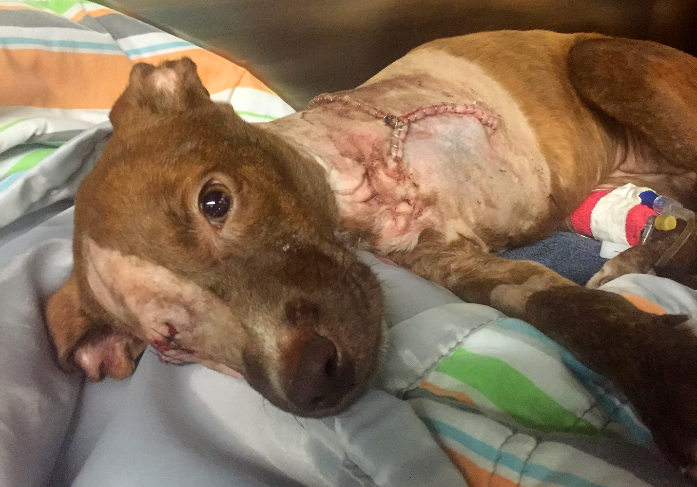 Ele puxou uma faca e cortou completamente a pata deste cachorrinho. Mas este não foi o fim do sofrimento do pobre animal.