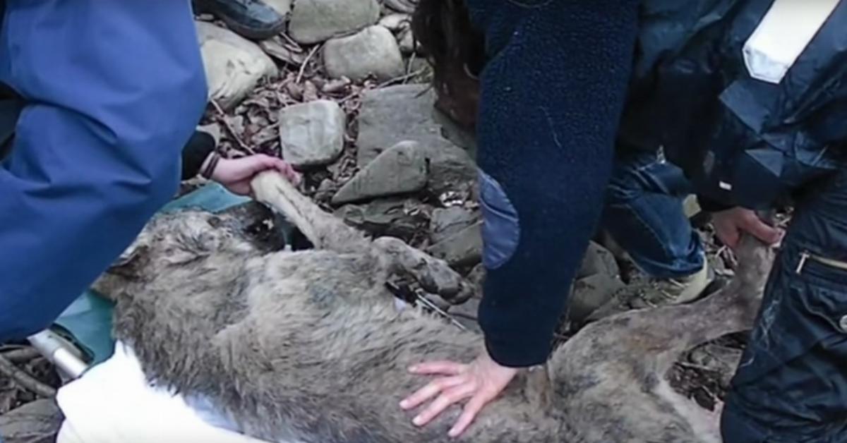 Quando a equipe de resgate encontrou este lobo, o coração dele tinha parado de bater. Mas o que eles encontraram no seu corpo foi o pior de tudo.