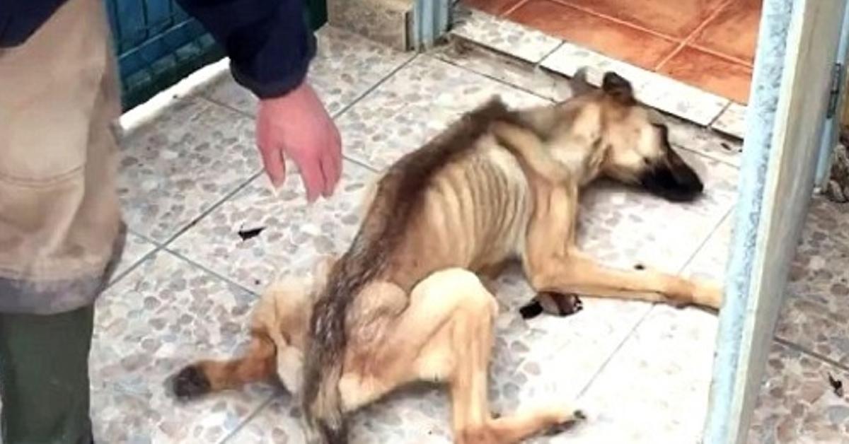 Durante quase 1 ano, estes torturadores de animais deixaram a sua vítima esfomeada, e maltratada. Mas eles não contavam com a dedicação deste homem.