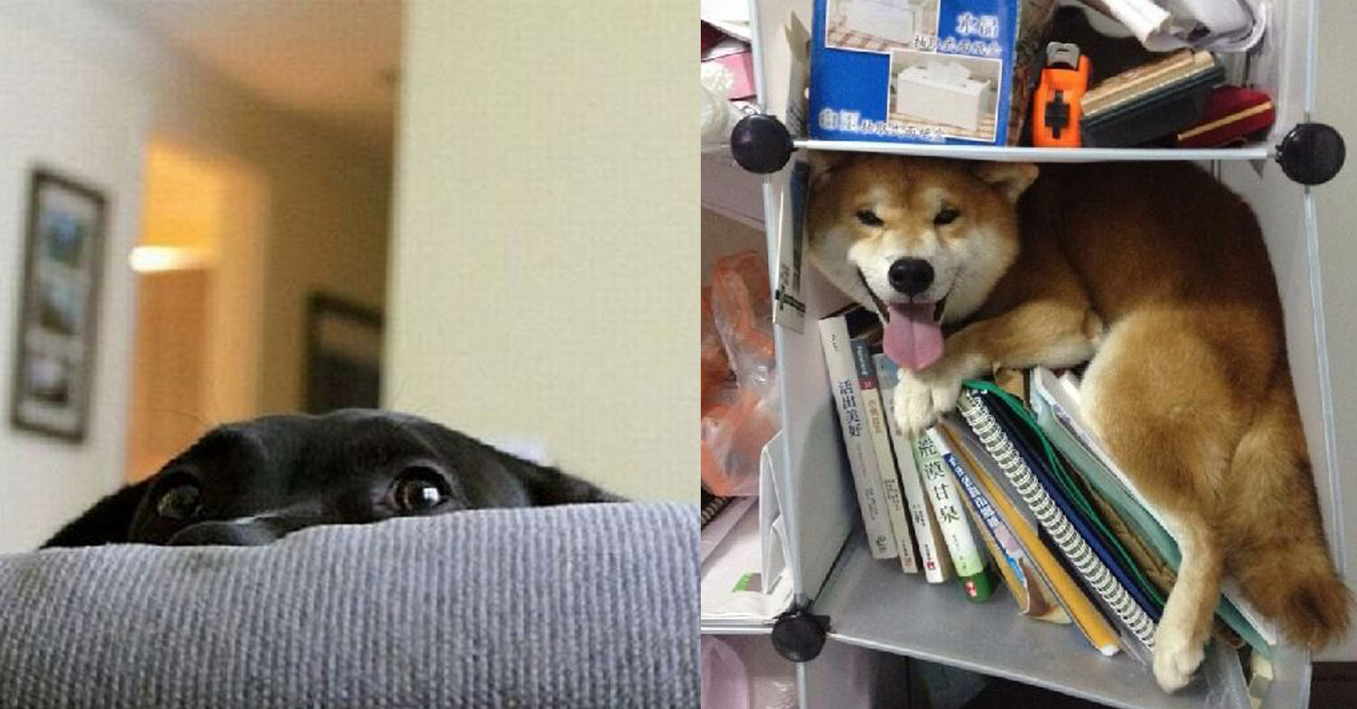 Estas são fotos hilariantes de cães que pensam que estão bem escondidos, desmanchei-me a rir com a arte ninja da camuflagem do nº8