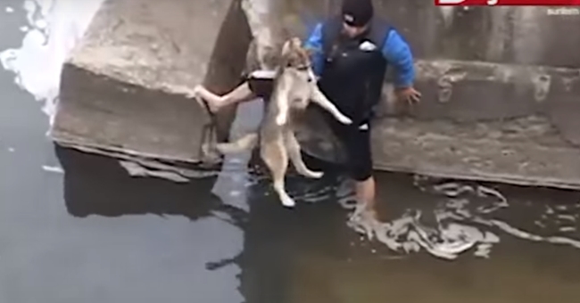 Veja a reação deste cão quando foi salvo por estes homens, vai leva-lo as lagrimas!