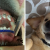 Cão com aparelho nos dentes está a conquistar a internet