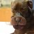 Justiça para cadelinha que foi torturada: dono que a torturou recebe pena de 15 anos por crueldade animal.