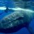 Baleia selvagem empurra esta mergulhadora para baixo da sua barbatana, e é aí que ela pensa que vai morrer…