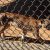 Animais em vias de extinção estão a morrer à fome no zoo da Venuzuela
