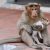 Este macaco selvagem sequestra cãozinho de rua e foge para tomar conta dele