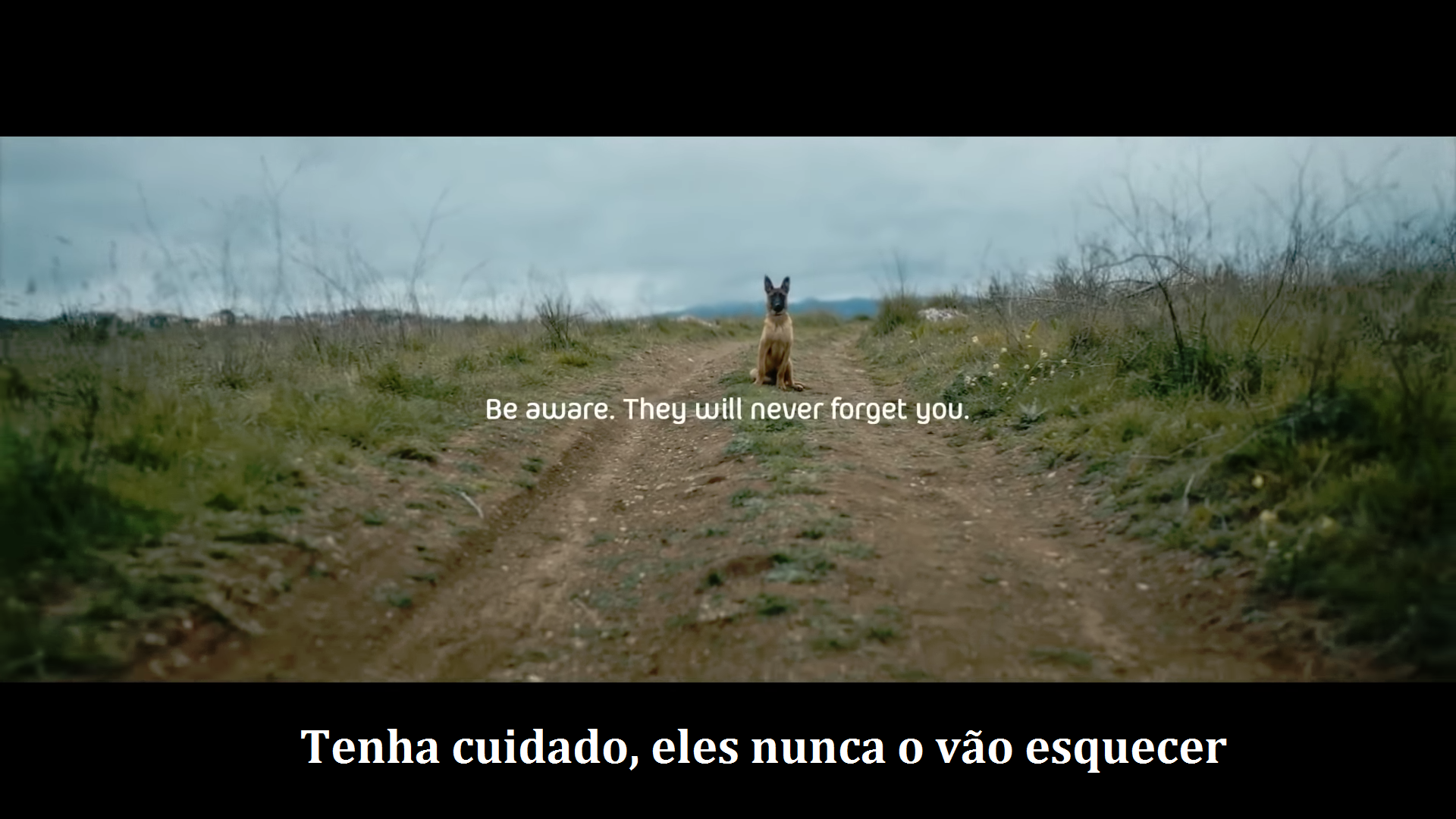 Uma campanha portuguesa que dá orgulho, não abandone o seu cão pois ele nunca o vai esquecer